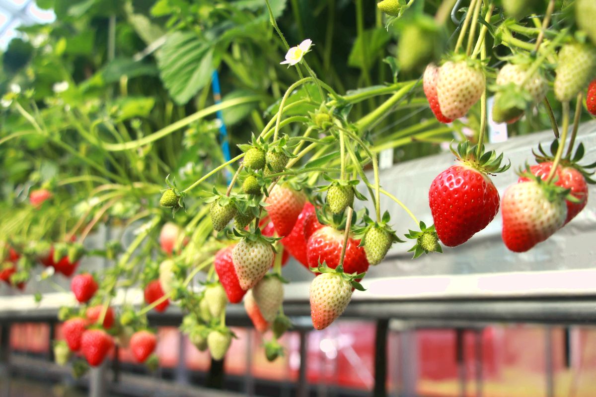 夏イチゴの独自品種「せとペチカ」